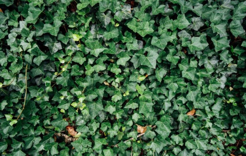 What are hedge funds