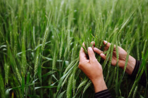 Nufarm