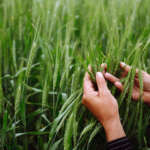 ASX agricultural stocks