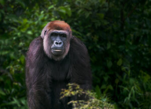 Gorilla Gold Mines