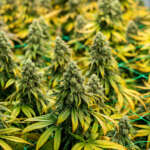 US Marijuana Rescheduling