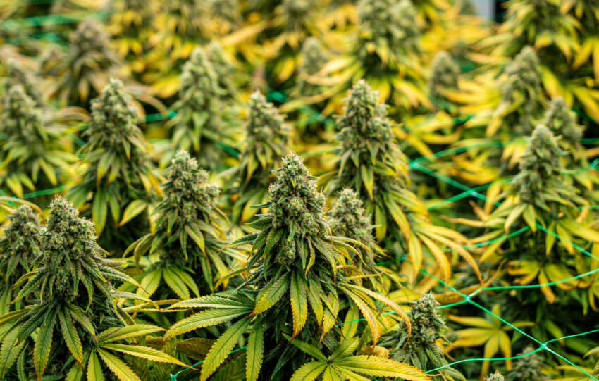 US Marijuana Rescheduling