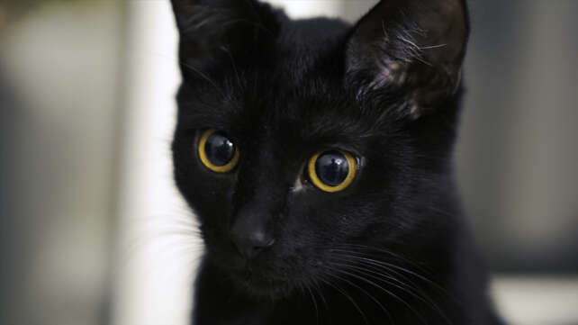 Black Cat Syndicate