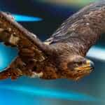 Hawk Resources