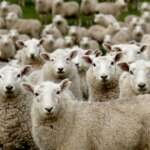 Merino & Co