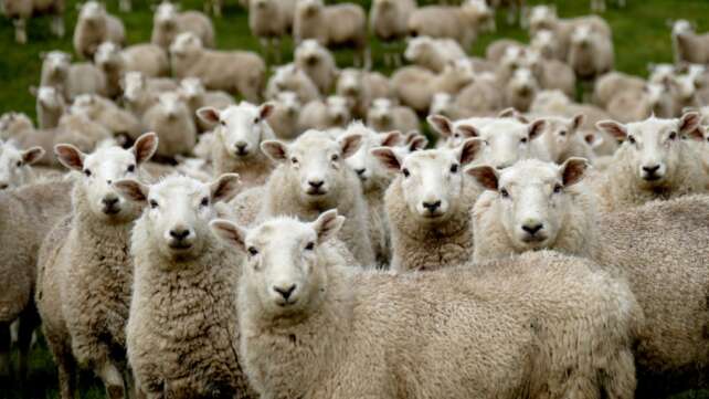 Merino & Co