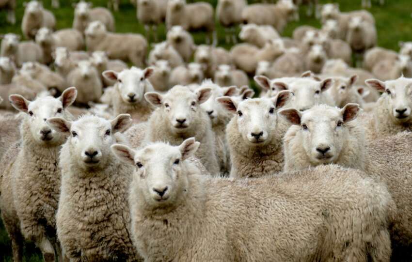 Merino & Co