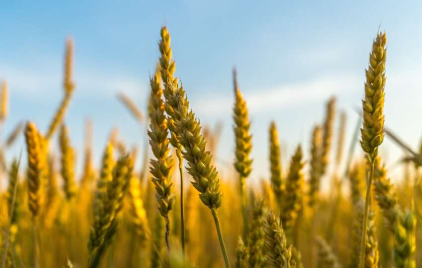 GrainCorp