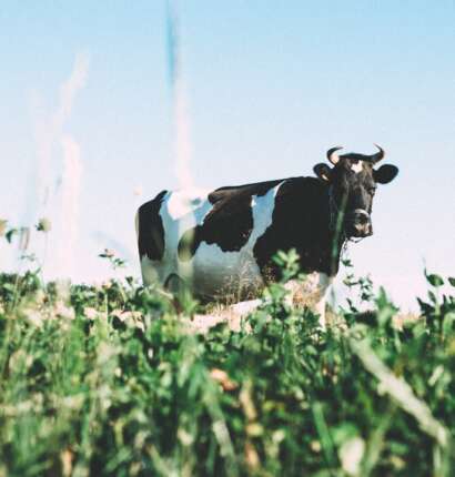 a2 Milk Company