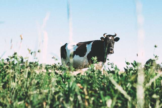 a2 Milk Company