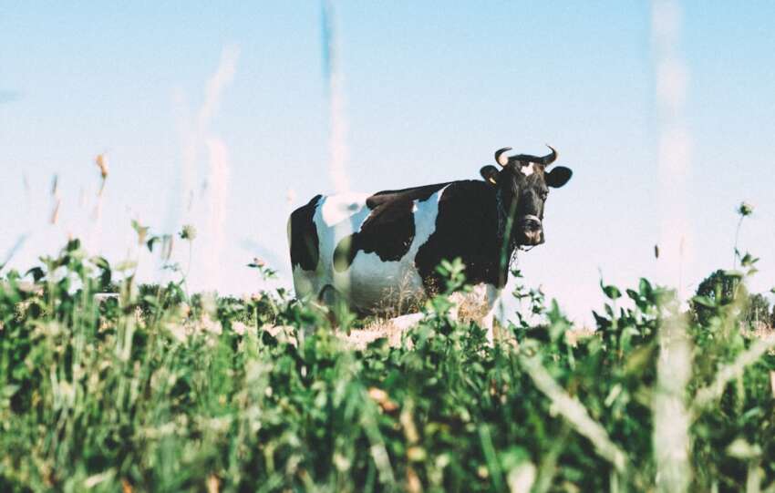 a2 Milk Company