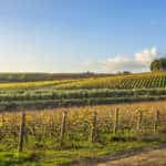 Treasury Wine Estates