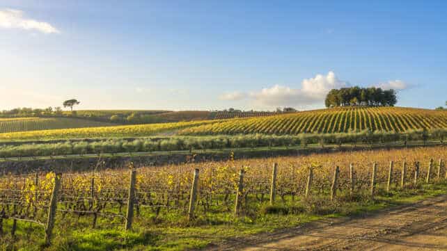 Treasury Wine Estates