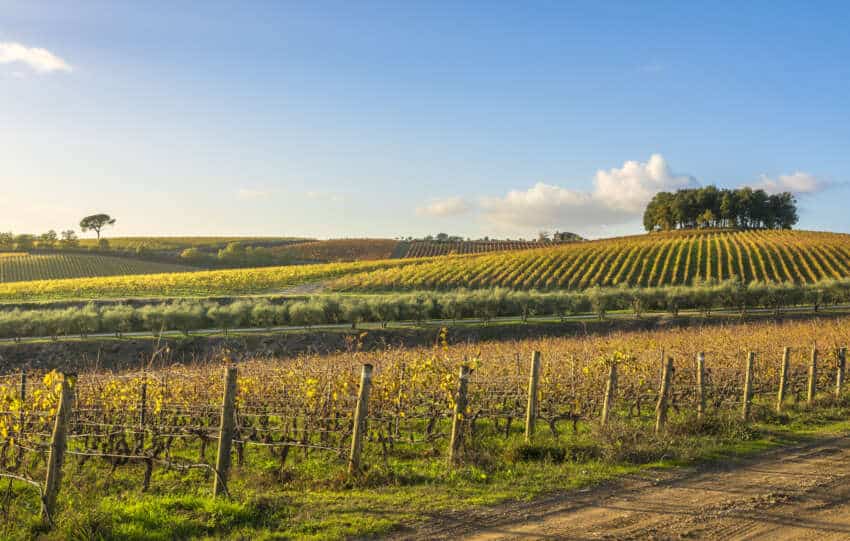 Treasury Wine Estates
