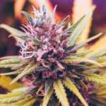 ECS Botanics