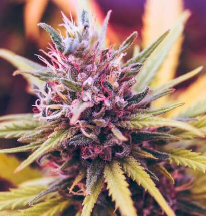 ECS Botanics