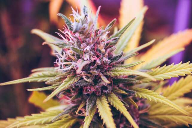ECS Botanics
