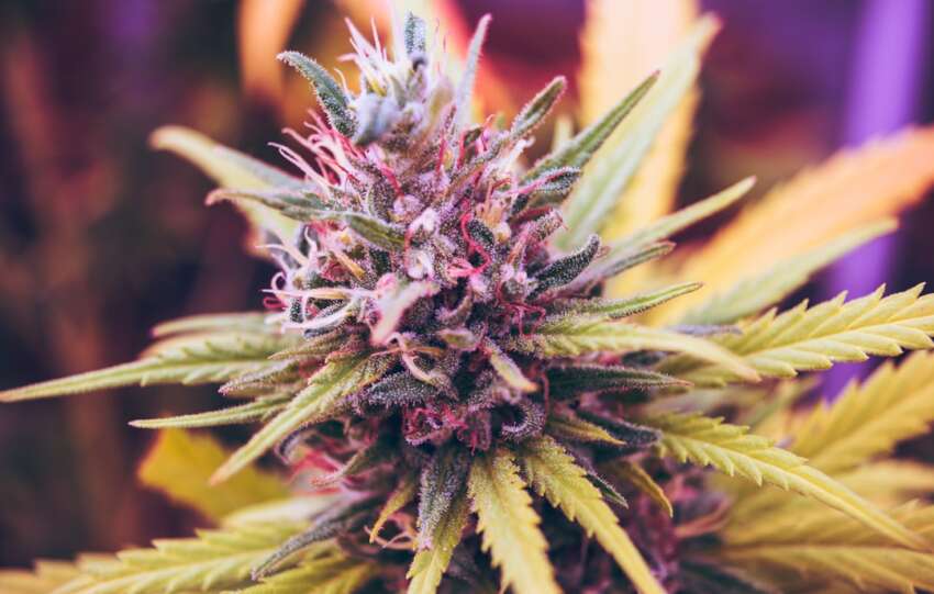 ECS Botanics