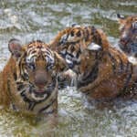 AI Tigers