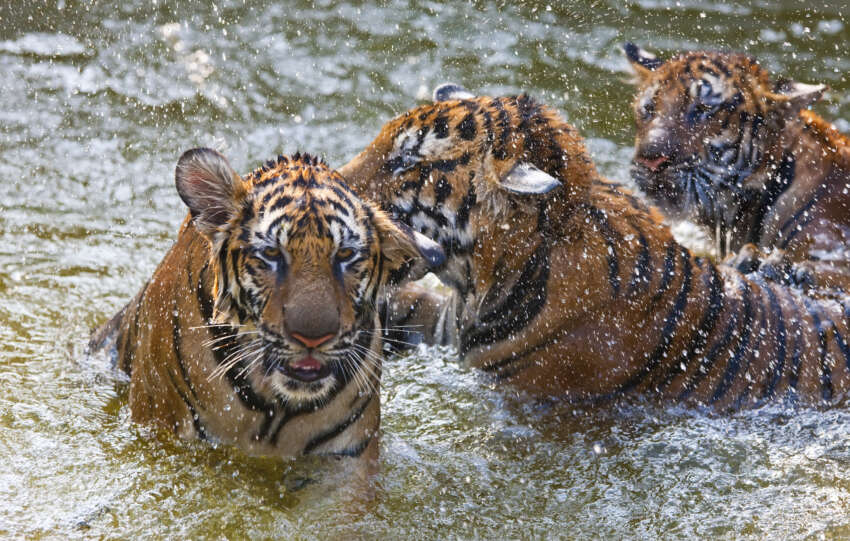 AI Tigers