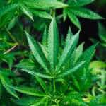 ECS Botanics