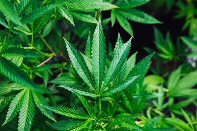 ECS Botanics
