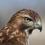 WhiteHawk