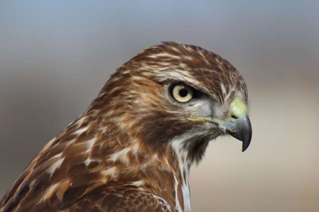 WhiteHawk