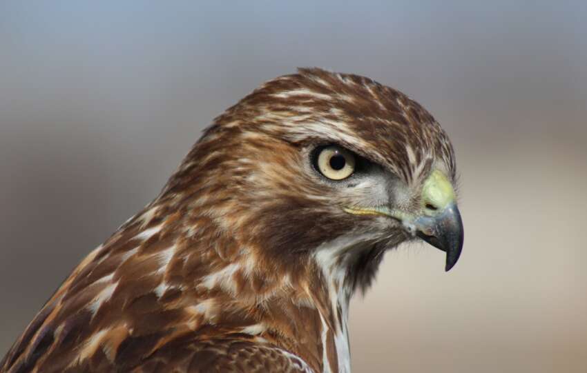 WhiteHawk